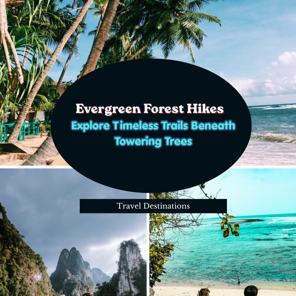 Evergreen Forest Hikes Explore Timeless Trails Beneath Towering Trees