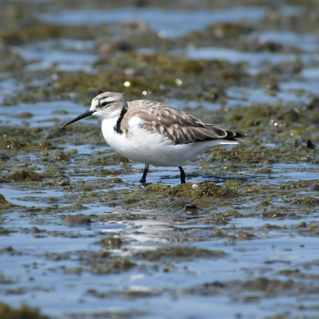 Tidal Mudflat Birdwatching Holidays Discover Coastal Birdlife Across Rich Wetland Habitats